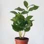 Coffea arabica (koffieplant)